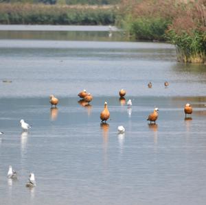 Ruddy Shelduck