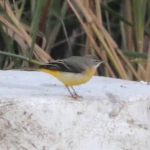 Grey Wagtail