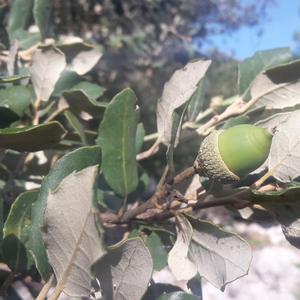 Holm Oak