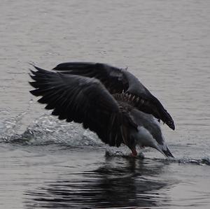 Greylag Goose