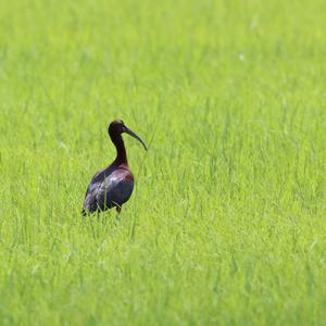 Glossy Ibis