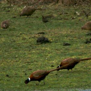 Common Pheasant