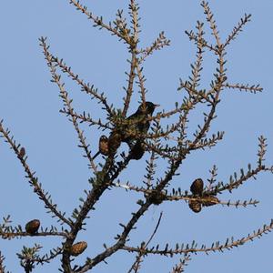 Ring Ouzel