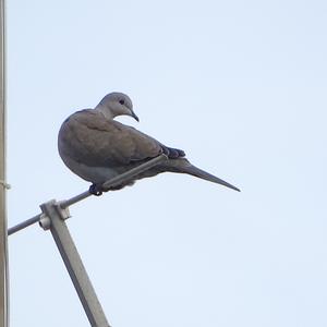 Eurasian Collared-dove