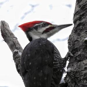 Pileated Woodpecker