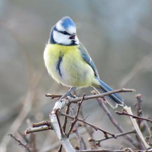 Blue Tit