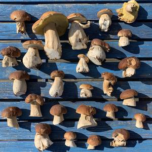 Summer Bolete