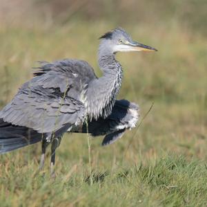 Grey Heron