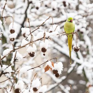 Rose-ringed Parakeet