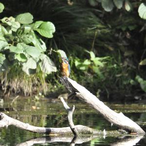 Eisvogel