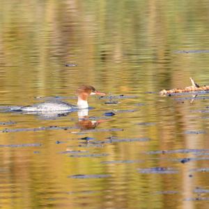 Common Merganser