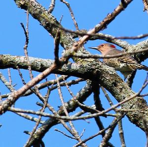 Northern Flicker