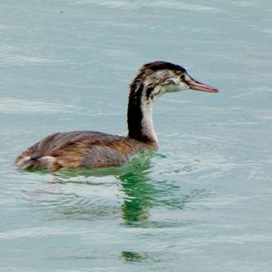 Great Crested Grebe