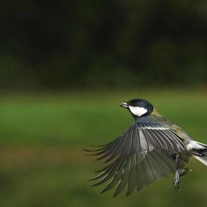 Great Tit