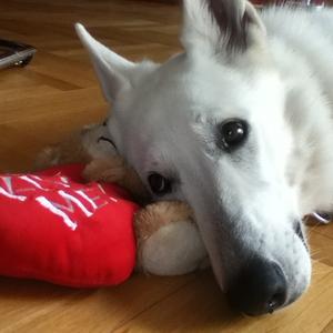 Unknown Breed