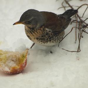 Fieldfare