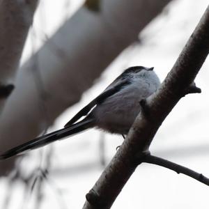 Long-tailed Tit