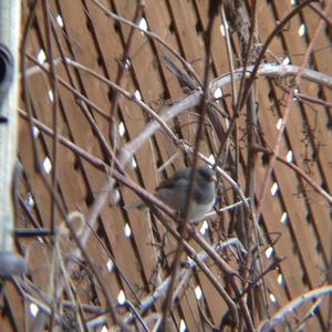 Dark-eyed Junco