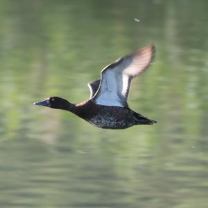 Tufted Duck