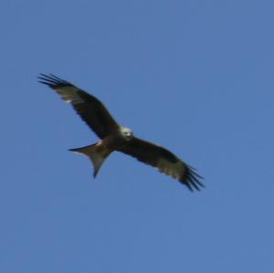 Red Kite