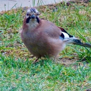 Eurasian Jay