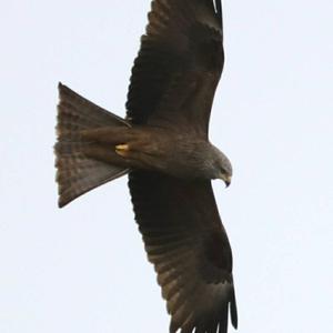 Black Kite