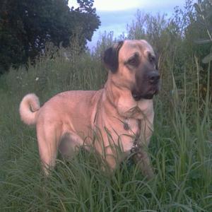 Anatolian Shepherd