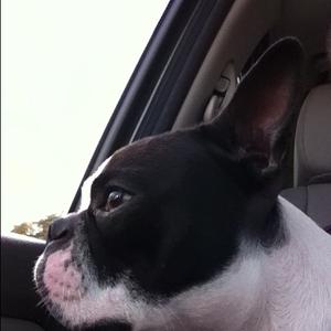 Boston Terrier