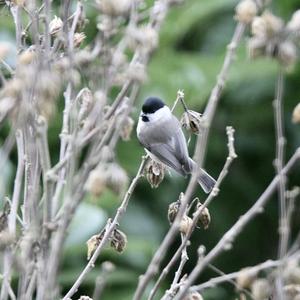 Marsh Tit