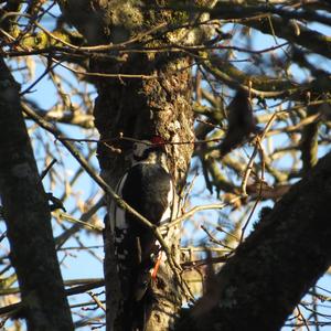 Great Spotted Woodpecker