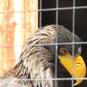 Steller's Sea-eagle