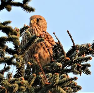 Common Kestrel