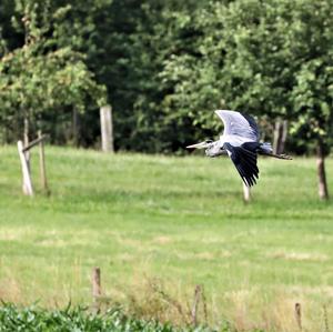 Grey Heron