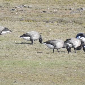 Brent Goose