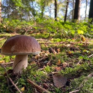 King Bolete