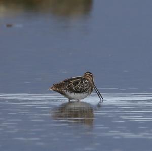 Common Snipe