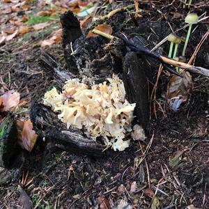 Eastern Cauliflower Mushroom