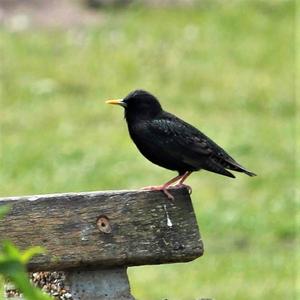 Common Starling