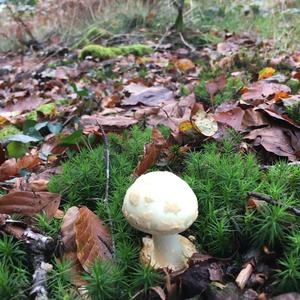 Citron Amanita