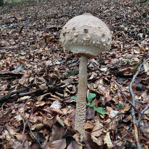 Parasol Mushroom