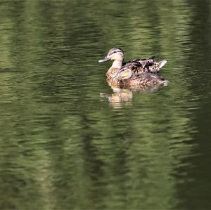 Mallard