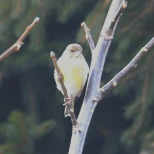 European Greenfinch