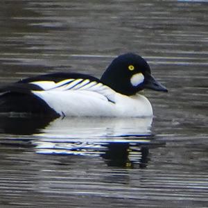 Common Goldeneye