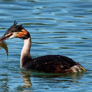 Great Crested Grebe