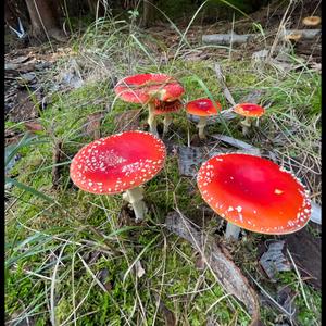 Fly Agaric