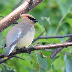 Cedar Waxwing