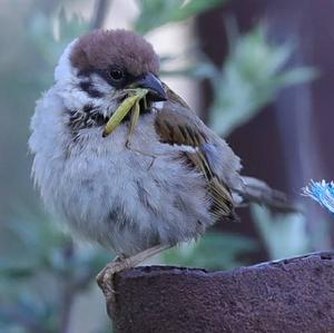 Eurasian Tree Sparrow