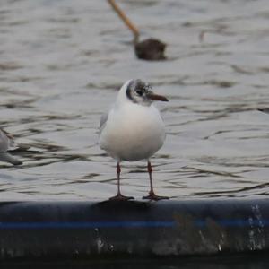 Black-headed Gull