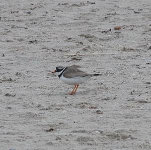 Common Ringed Plover