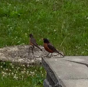 American Robin